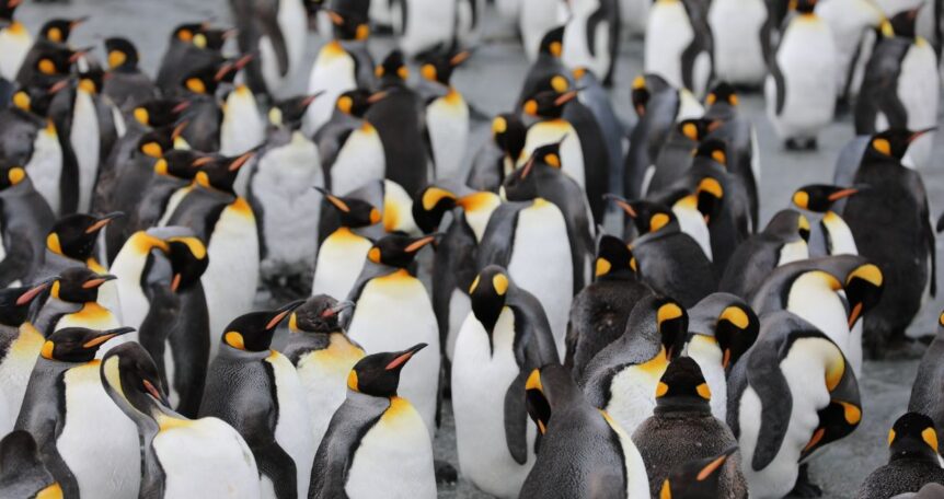 Antarctica-penguin-martin-wettstein-4CVMWrWh3xU-unsplash (1)