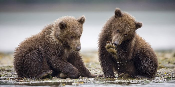 viking-cruise-Canada_bears
